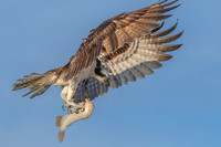 Osprey