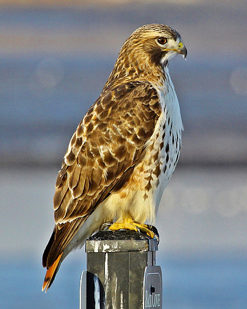 Red Tail Hunt