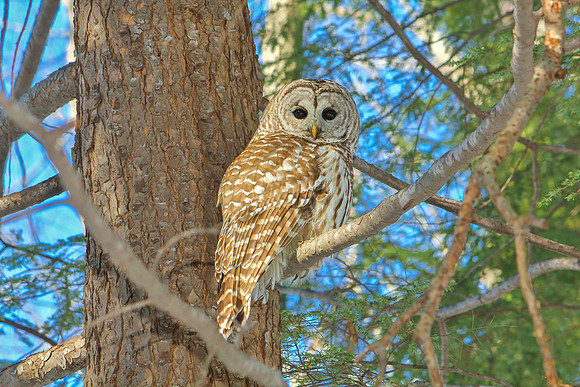 Barred Owl